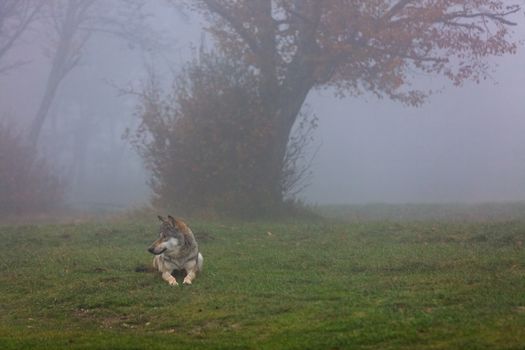 Wolf waiting for in a foggy forest in autumn