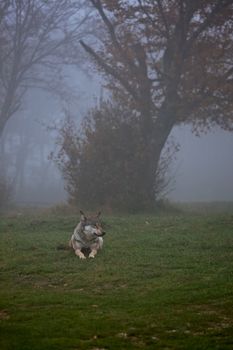 Wolf waiting in a foggy forest in autumn