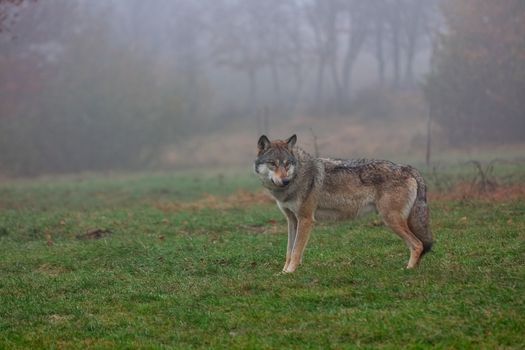 European wolf in a foggy woods