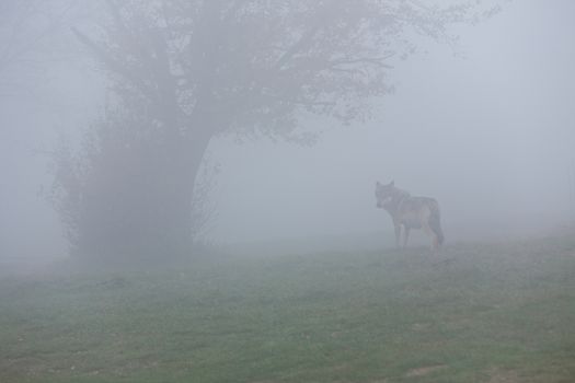 European wolf going away in a foggy forest
