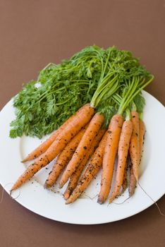 Freshly harvested raw carrots with green leaf tops and soil on skin over white plate