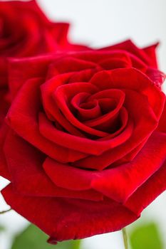 a red rose isolated on white background
