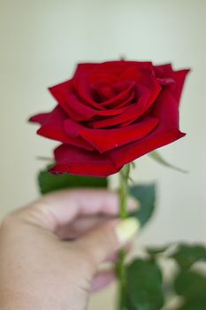 A beautiful red rose with woman's hands