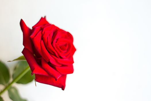 a red rose isolated on white background