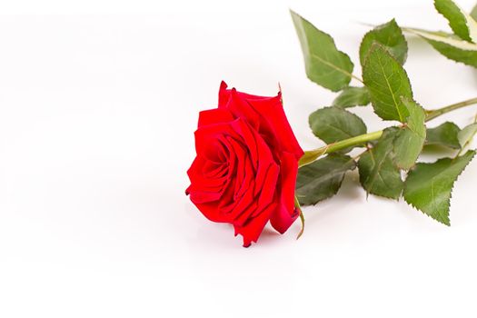 a red rose isolated on white background