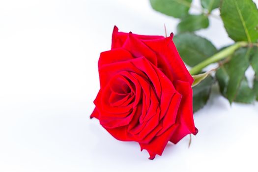 a red rose isolated on white background
