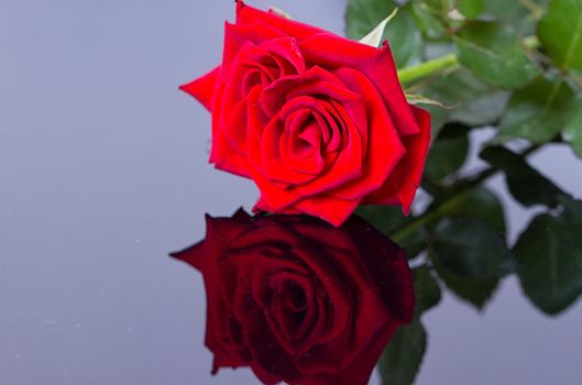 elegant rose with necklace on a black background