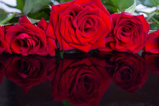 Beautiful red roses isolated on reflective black background
