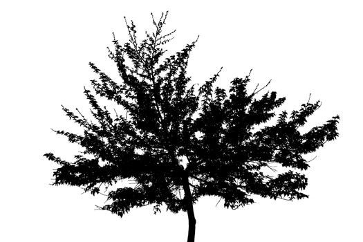 tree in spring silhouette against white background