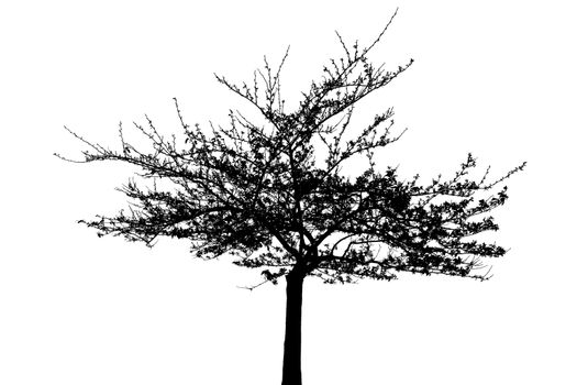 tree in spring silhouette against white background