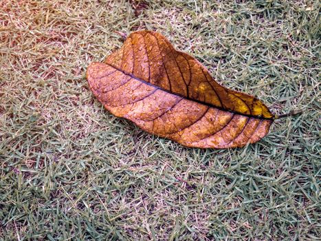 Dry leaf with water drop from raining on green yard with space