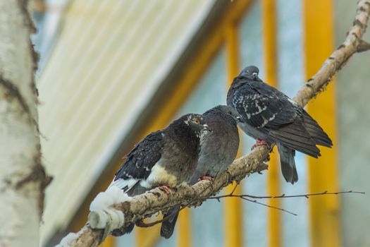 three pigeons on a branch in winter, winter city tree