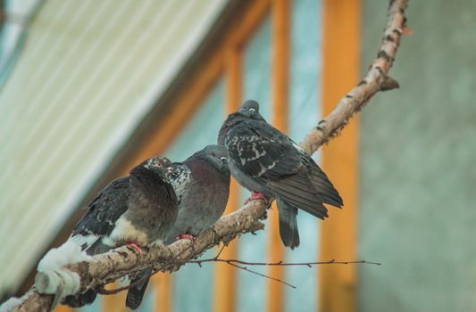 three pigeons on a branch in winter, winter city tree