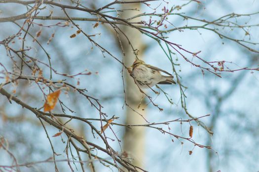 bird among the branches winter winter a bird on a blue background