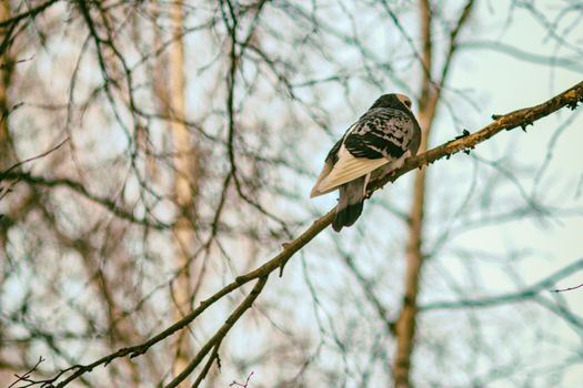 pigeon on branch winter retro photo abstraction of a bird in the back