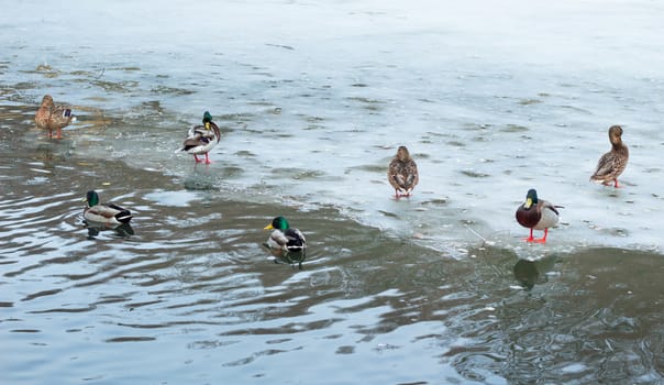 Flock of ducks playing and floating on winter ice frozen city park pond