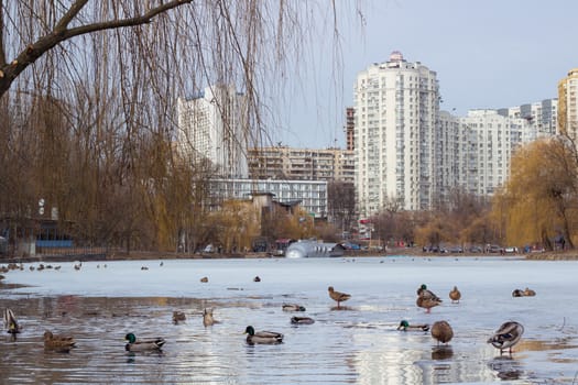 Winter view of city park with ice frozen pond and flock of ducks