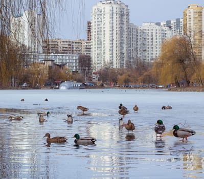 Winter view of city park with ice frozen pond and flock of ducks