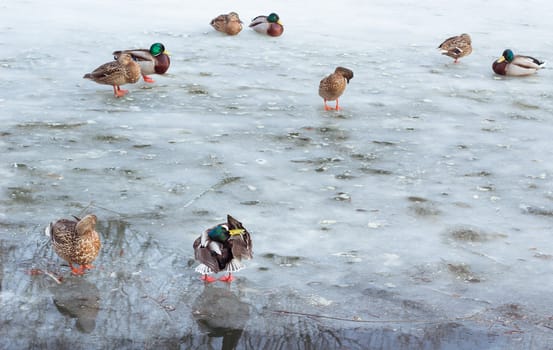 Flock of ducks playing and floating on winter ice frozen city park pond