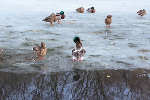 Flock of ducks playing and floating on winter ice frozen city park pond