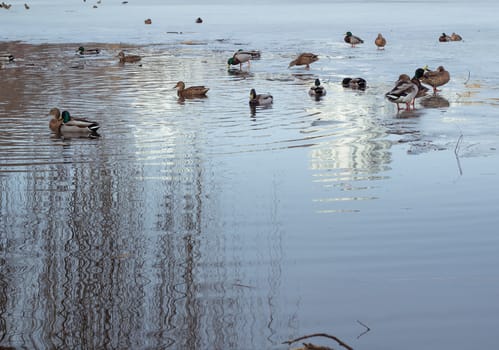 Flock of ducks playing and floating on winter ice frozen city park pond