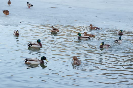 Flock of ducks playing and floating on winter ice frozen city park pond
