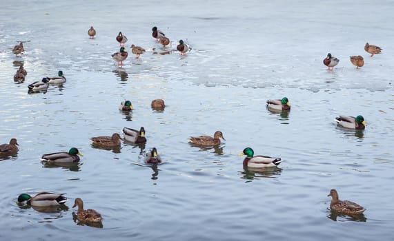 Flock of ducks playing and floating on winter ice frozen city park pond