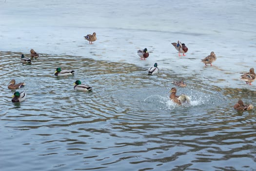 Flock of ducks playing and floating on winter ice frozen city park pond