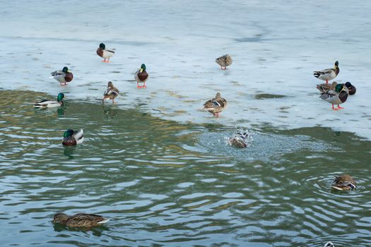 Flock of ducks playing and floating on winter ice frozen city park pond