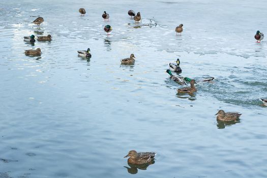 Flock of ducks playing and floating on winter ice frozen city park pond