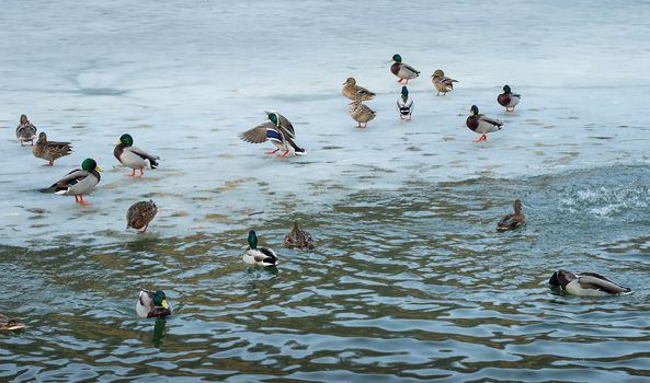 Flock of ducks playing and floating on winter ice frozen city park pond