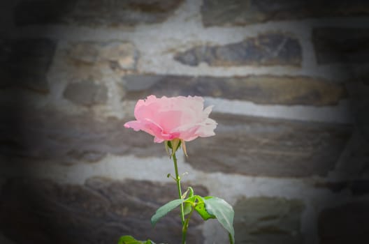 Spring roses in full bloom. Lighting background, picture for Valentine or celebrate concept. Soft and selective focus