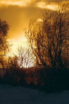 Hot yellow winter sunrise against the trees without leaves
