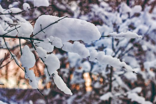 Cold winter snowy landscape at middle of the day