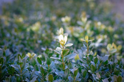 Frosty winter plant details close-up covered with cold white snow