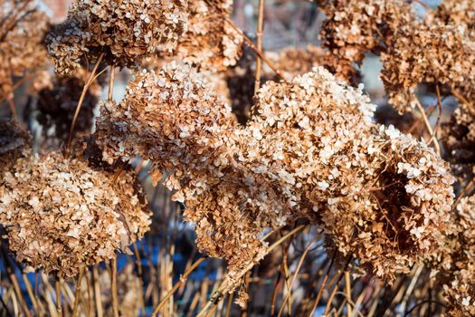Frosty winter plant details close-up covered with cold white snow