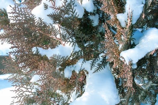 Frosty winter plant details close-up covered with cold white snow