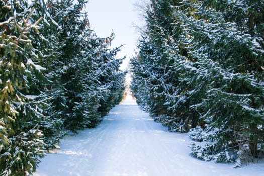Winter conftiterous fir forest alley on sunny day and white snow