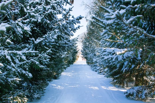 Winter conftiterous fir forest alley on sunny day and white snow