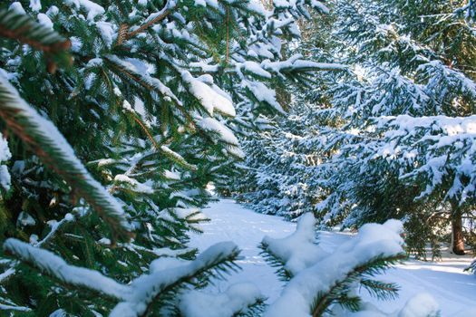 Winter conftiterous fir branches close-up on sunny day with white snow