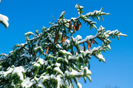 Winter conftiterous fir branches close-up on sunny day with white snow