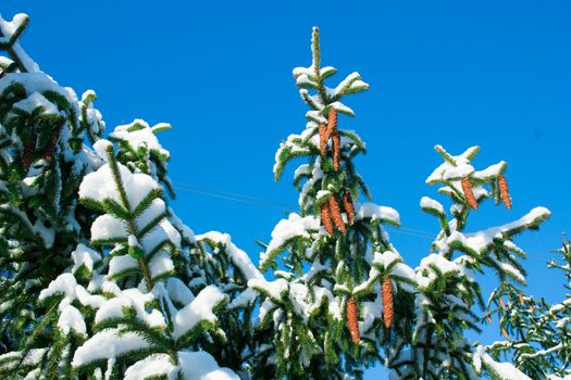 Winter conftiterous fir branches close-up on sunny day with white snow