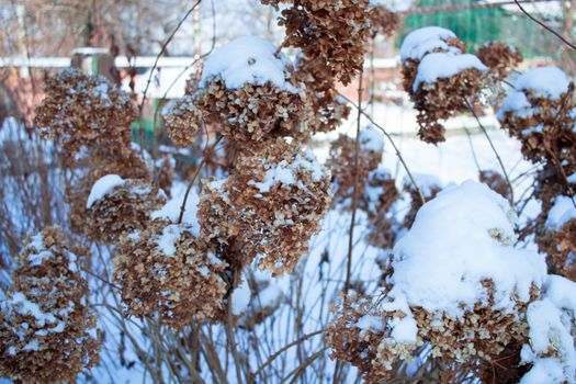 Frosty winter plant details close-up covered with cold white snow