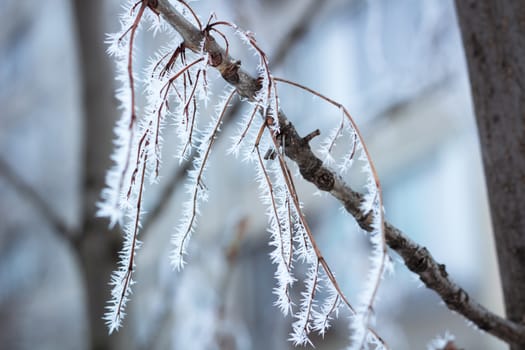 Frosty winter plant details close-up covered with cold white snow