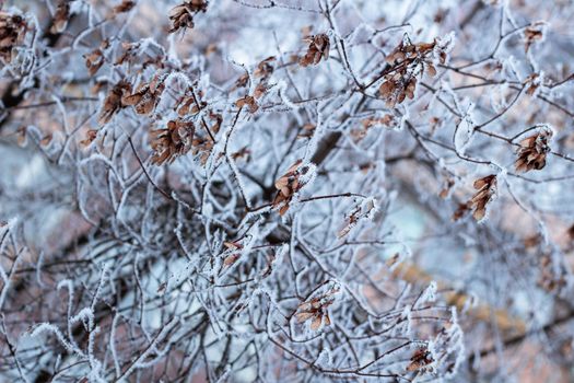 Frosty winter plant details close-up covered with cold white snow