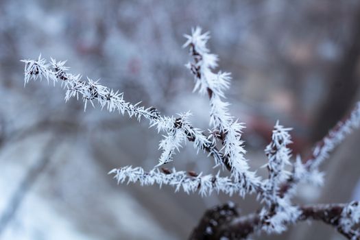 Frosty winter plant details close-up covered with cold white snow