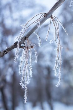 Frosty winter plant details close-up covered with cold white snow