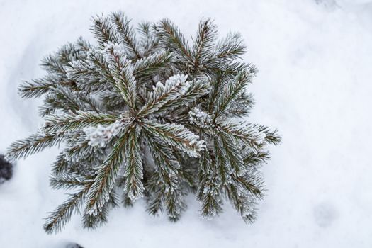 Lonely winter conftiterous fir tree close-up on white snow
