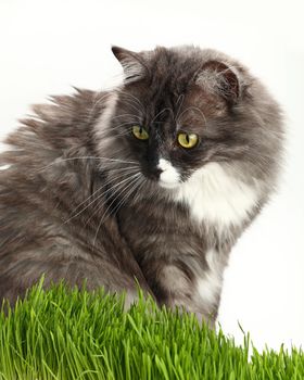 Portrait of one cute gray domestic cat looking down alerted at fresh green grass over white background, close up, low angle view