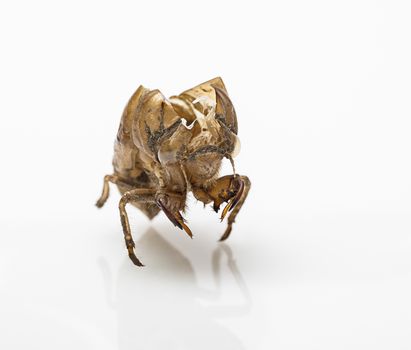 Macro shot of a crack cicada shell